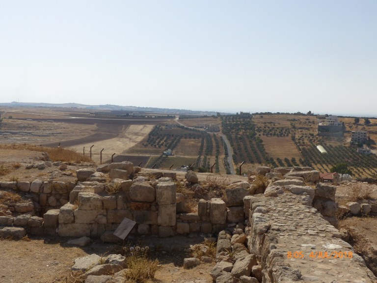 grain fields and olive groves of Hisban; sheep grazing at entrance to site.JPG